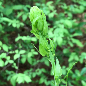Photo By: Stephen M. Young. Photo taken: Nassau County, NY on 29 May 2019